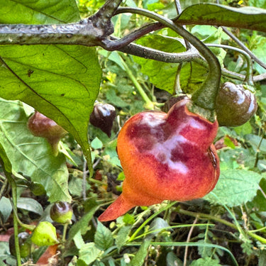 PJ UFO - Seeds - The Pepper Pantry (Formerly Marie Sharp's)